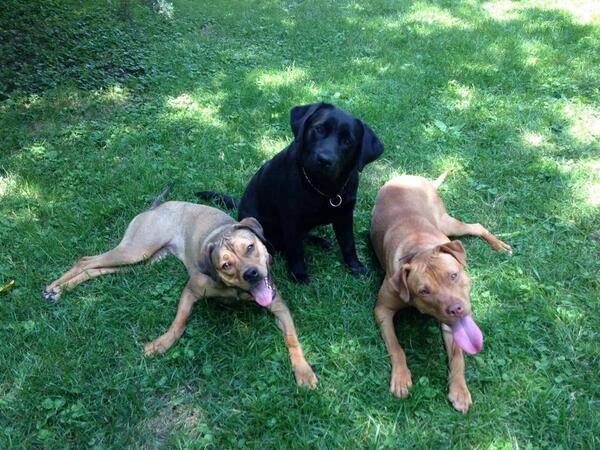 CaliforniaDogs's tweet photo. Here's Moe learning some impulse  control around other dogs. http://t.co/UuUPbOwrFB http://t.co/JHQVoLzqt4