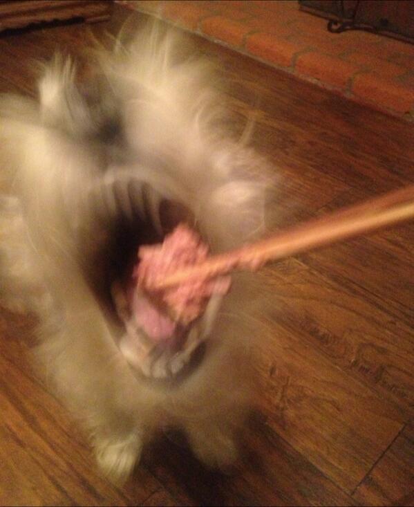 karmal82's tweet photo. #simon #shark #chopsticks #dinner #cesar http://t.co/CuovUC0Rn0