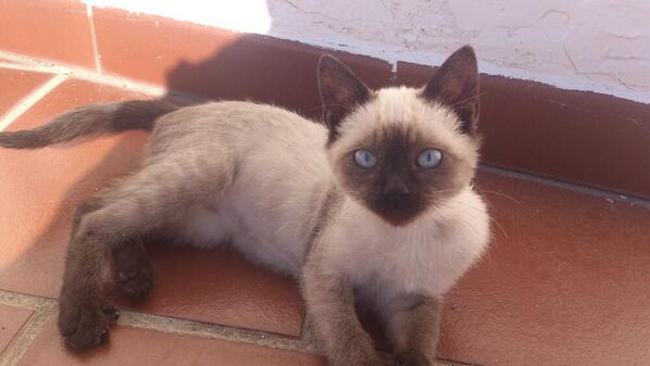 AsSuerte's tweet photo. Buenas tardes señores, señoras y peludos. Yo soy Maya, bebé de 3 meses :) soy muy divertida y mimosa ahh y guapísima http://t.co/TMX3oyVrFT