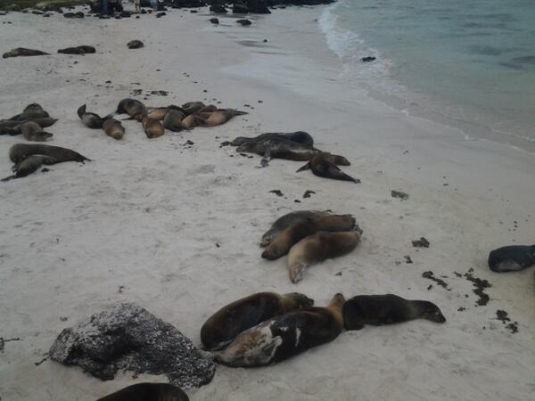 GALAPAGOSSUMMER's tweet photo. http://t.co/ScioTO4PgA
