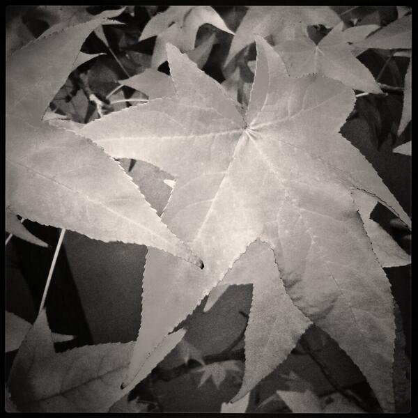 Angel (@angel_nuri) on Twitter photo 