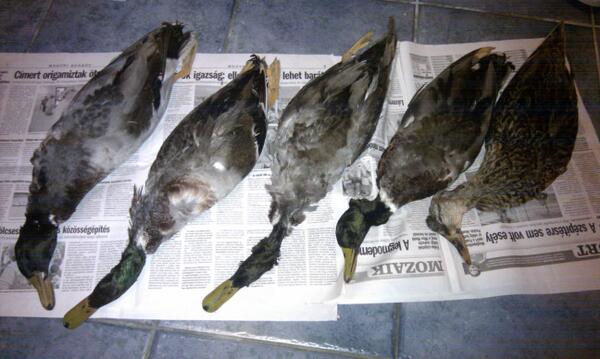 reprocesszor's tweet image. A hülye vadász nem idehozott 5 döglött vadkacsát?! Megpucolni bezzeg nem volt esze... #estiprogram