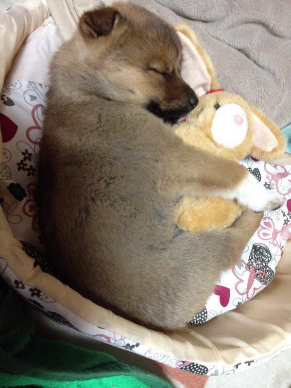 犬大好き Bot Dog Matome Twitter 犬大好き Bot Dog Matome Twitter