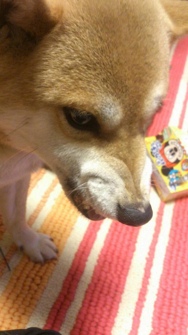 犬大好き Bot Dog Matome Twitter 犬大好き Bot Dog Matome Twitter