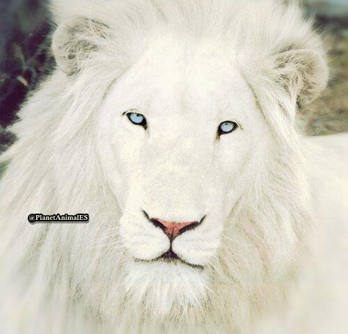 PlanetAnimalES's tweet photo. Precioso León blanco. RT Sí te gusta http://t.co/szW0qbN7QO