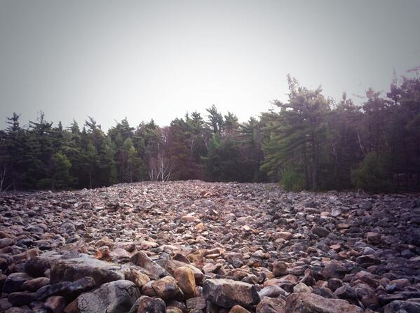 Somebody planted a lot on Sundays #ENVB222 #potato fields of Mt Rigaud