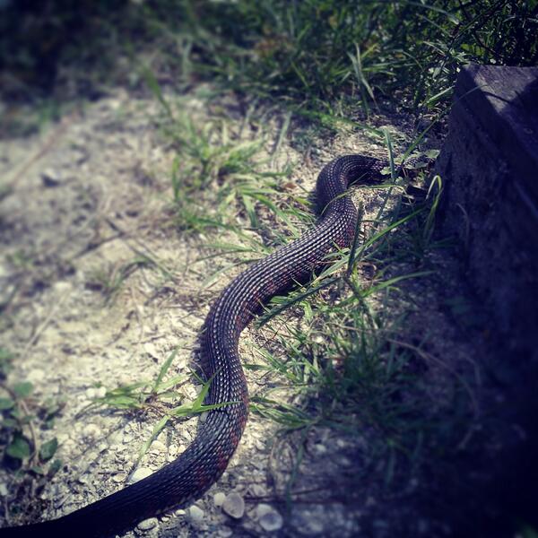 All About Snakes (@AllAboutSnakes) / Posts / X