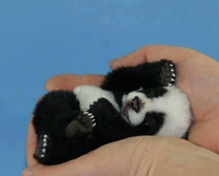 Ayni ben :D Minik bir panda... "