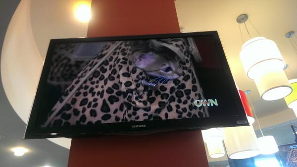 EmilyWeprich's tweet image. .@OWNTV How are we supposed to concentrate on our work when OWN is airing "Too Cute"! #OWNerproblems #itsjusttoocute