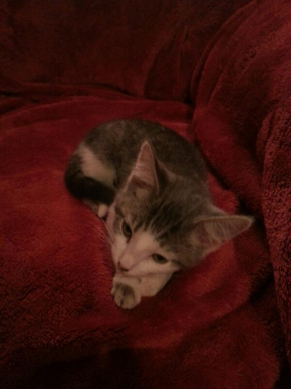 I can't wait to get home and play with this little cutie :)