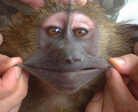 myshockmonkey tweet picture