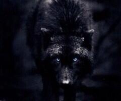 MateAlpha's tweet image. -walks around in his wolf form looking for something to do- #OpenRP