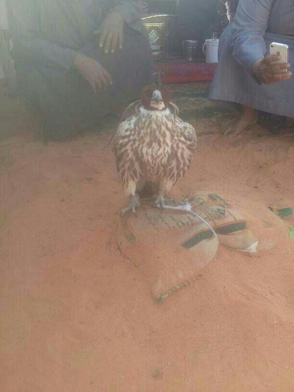 oomer3's tweet photo. “@khaleedd1401: @q8_falconry طرح طير اليوم العصر شرق طريف (المقنع ) http://t.co/CUry9KGlu0”
