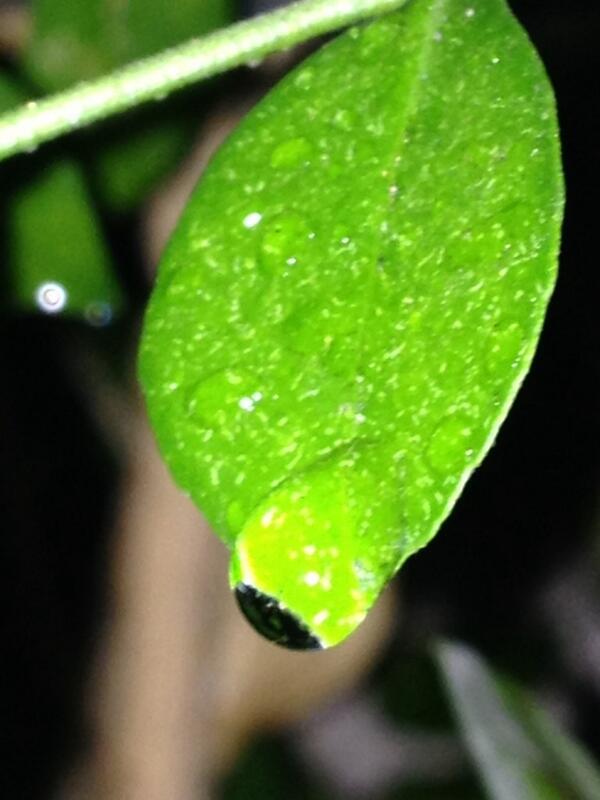 LEITEJR10's tweet image. Hj em Manaus as plantas se hidratam ou morrem afogadas...