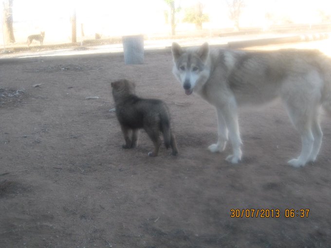 bear at 3 months old with spring http://t.co/QF0kCGCVX8