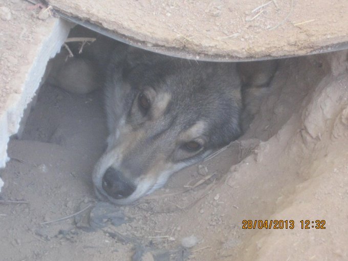 bellia in her cave http://t.co/9ipkFoGVPY