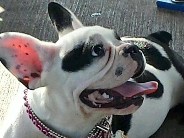 BocaJap13's tweet image. I love this dog!!! #crazyfordaisy #doglover #pets #frenchie #bulldog
