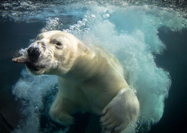 Polar Bear Diving For Food