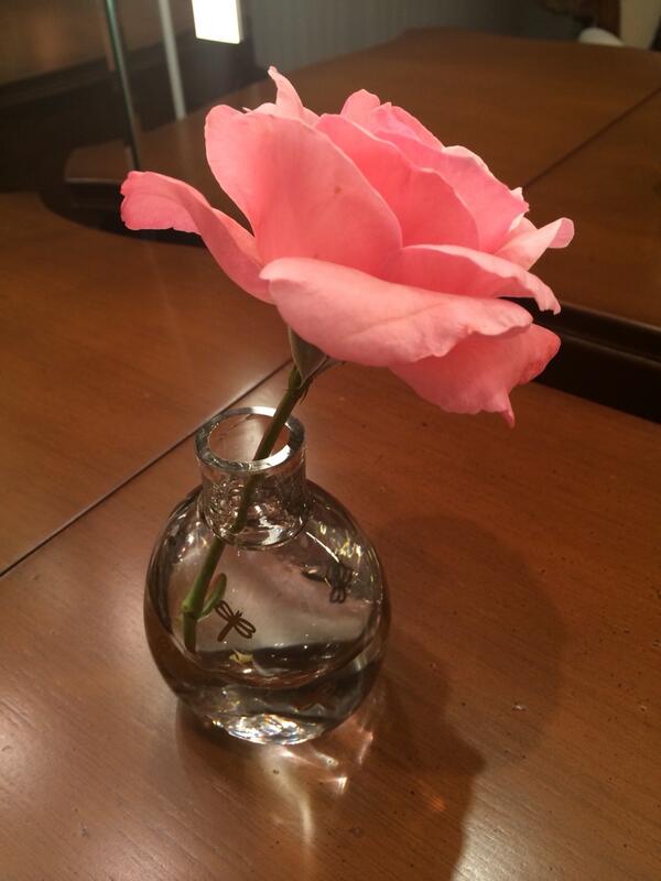 PaulaFernandes7's tweet photo. Parece apenas uma rosa pequena, mas eu sei o quanto fiquei emocionada ao vê-la se abrir.
Mamãe me deu... Bjo http://t.co/Lz15PL11F0