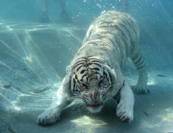 Tiger Diving For Food