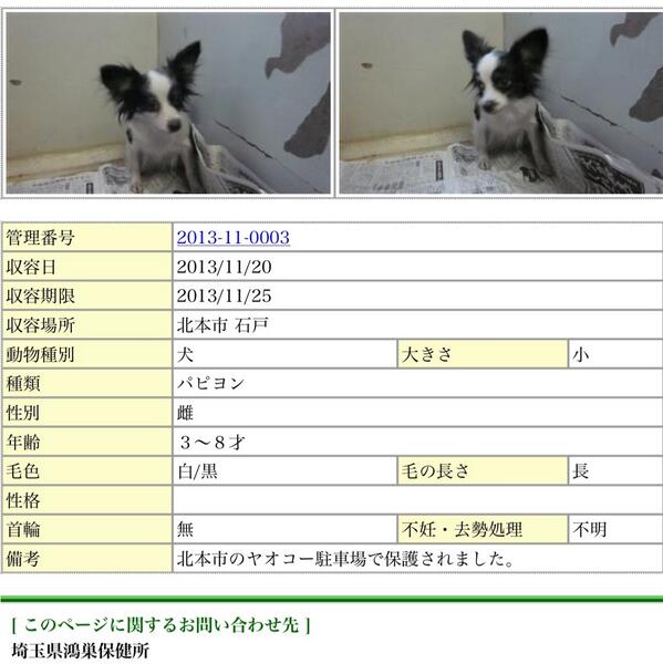 99以上 鴻巣保健所 犬 髪型