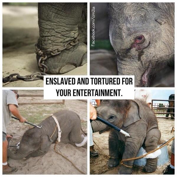 ARCrusade's tweet photo. Evolve humans! ~> Animals don't do tricks. Tortured for your entertainment ~> don't go to the circus. http://t.co/o9HQe3ZTQE