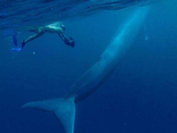 Blue Whale - Even as a baby, a blue whale can make a grown man look like a minnow.