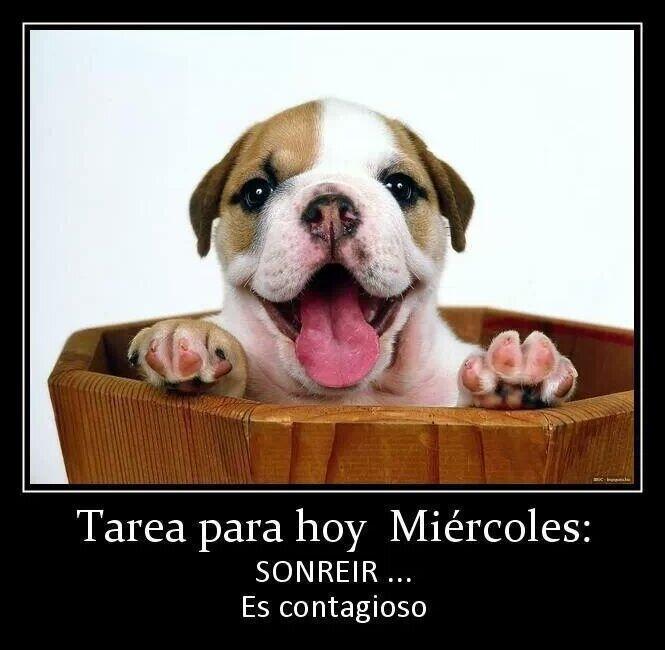 feliz miercoles memes