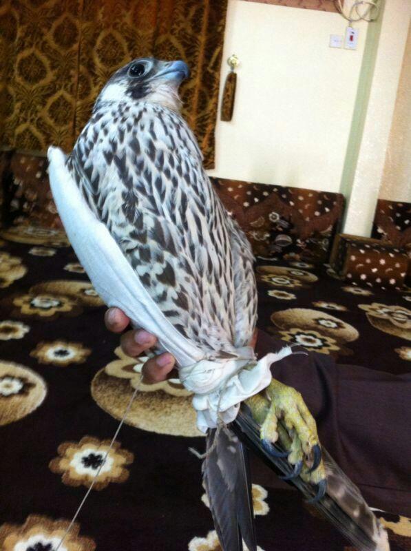 oomer3's tweet photo. طرح فرخ شاهين تام وادي الدواسر عند عبيد بن دريبي
    ١٥،٥  طول ١٥ http://t.co/SqQba2yGMp”