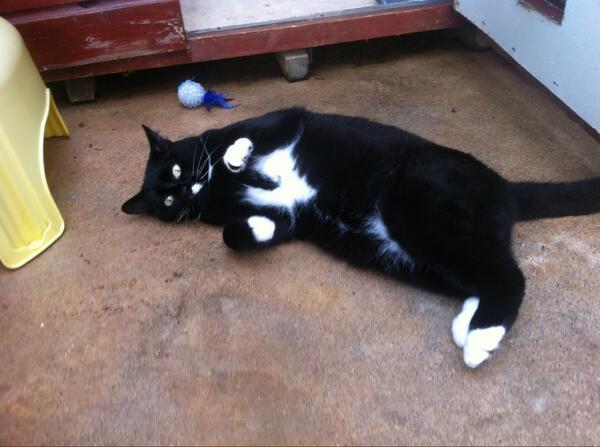 beechcroft cat hotel