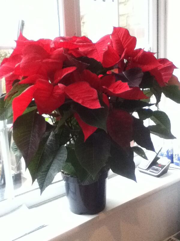 DigiAdditions's tweet image. The first signs of #Christmas have turned up in the office today.
Are you in the mood yet? bit.ly/14Fw1iS