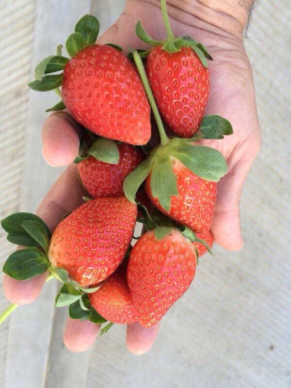 ¡Que rica! Fortuna en Italia! Procedente de macetas españolas!