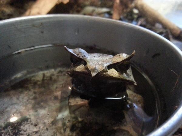 binnenkort te zien bij DoeZoo bladkikkers