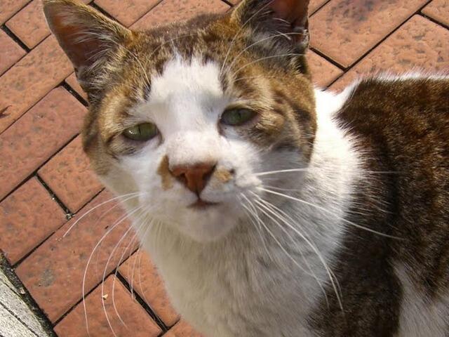 全然可愛くない猫画像bot Ugly Cat Bot Twitter
