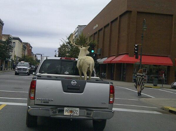 You never know what you are going to see in #Savannah MT <a href="/BrandonSav/">Brandon Branch</a> Savannah!!!!