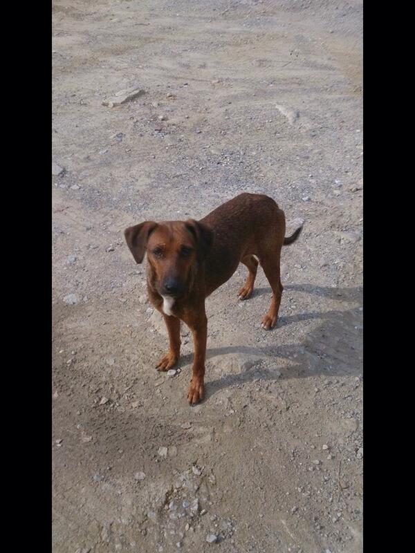 Buenas noticias! Mendi (ahora Nora) esta adoptada desde el domingo, en Bakio, se feliz peque! Te lo mereces muuucho!