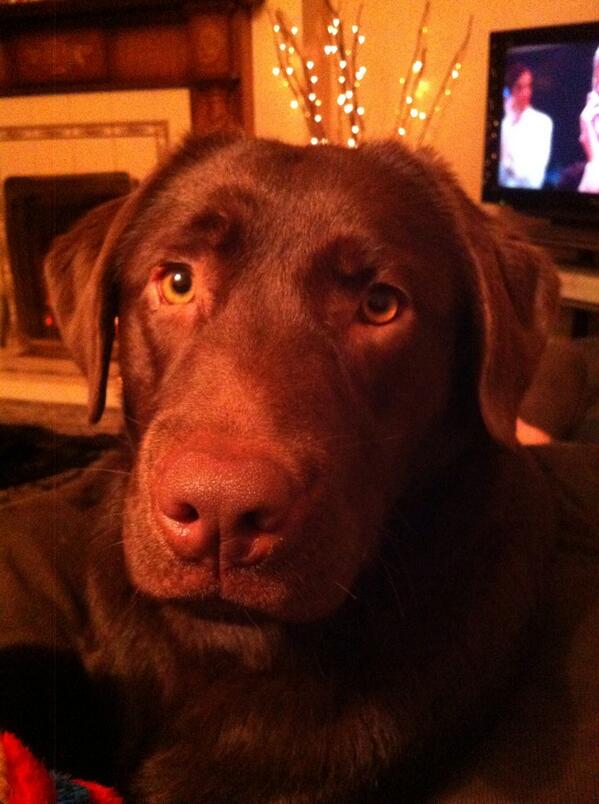 MikeyTheNews's tweet photo. @SpanielHarry  #harryhamper http://t.co/jBct3bEoFg