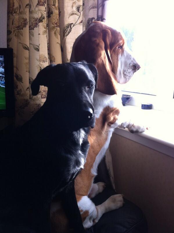 MikeyTheNews's tweet photo. @SpanielHarry  #harryshamper http://t.co/rgB0CThyqB