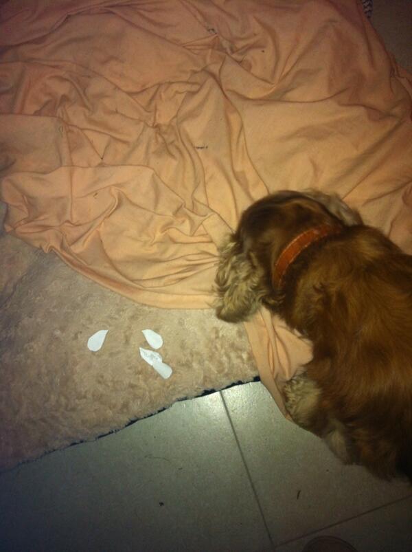 katehumphries's tweet photo. depressed dog #sad http://t.co/s5f4rUqT2l