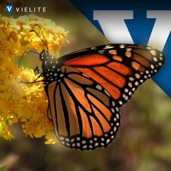 ¿Sabías que las mariposas monarca, pasan el invierno en las montañas de reserva en Michoacán? tinyurl.com/m2mtks9