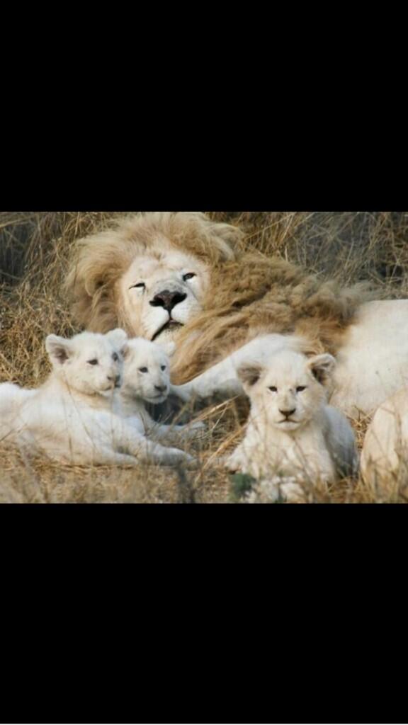 rickygervais's tweet image. Whether God, or billions of years of evolution made these magnificent creatures, why kill them for no reason?