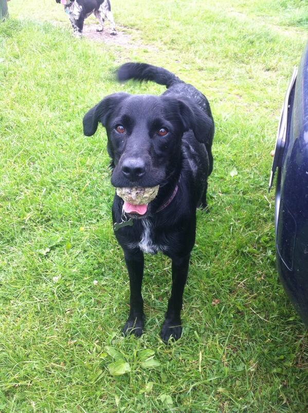 MikeyTheNews's tweet photo. @spikeyspud Bella was tied to a lamp post all night and was in the local paper. http://t.co/bdOCqqHwpU
