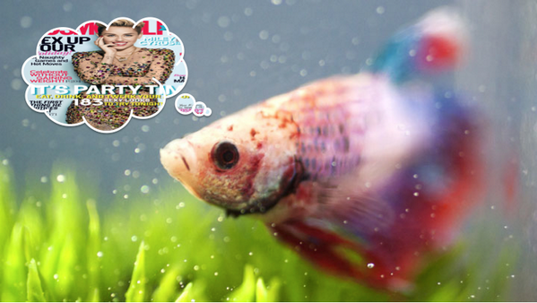 Cosmopolitan's tweet photo. Does your favorite underwater pet ~*LoVe*~ Cosmo? Tweet us pics of your #CosmoFish and we'll post on the site! http://t.co/c8rV6Lzh2R