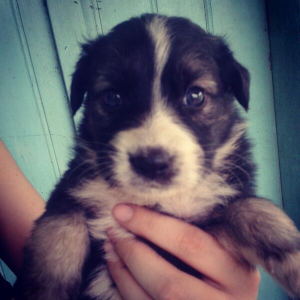 VcaProtector's tweet image. Este pequeño busca una familia.  Tiene un mes y medio . Quien le regala una oportunidad ?