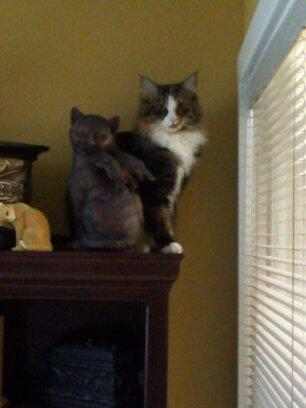 TailsAbove tweet picture