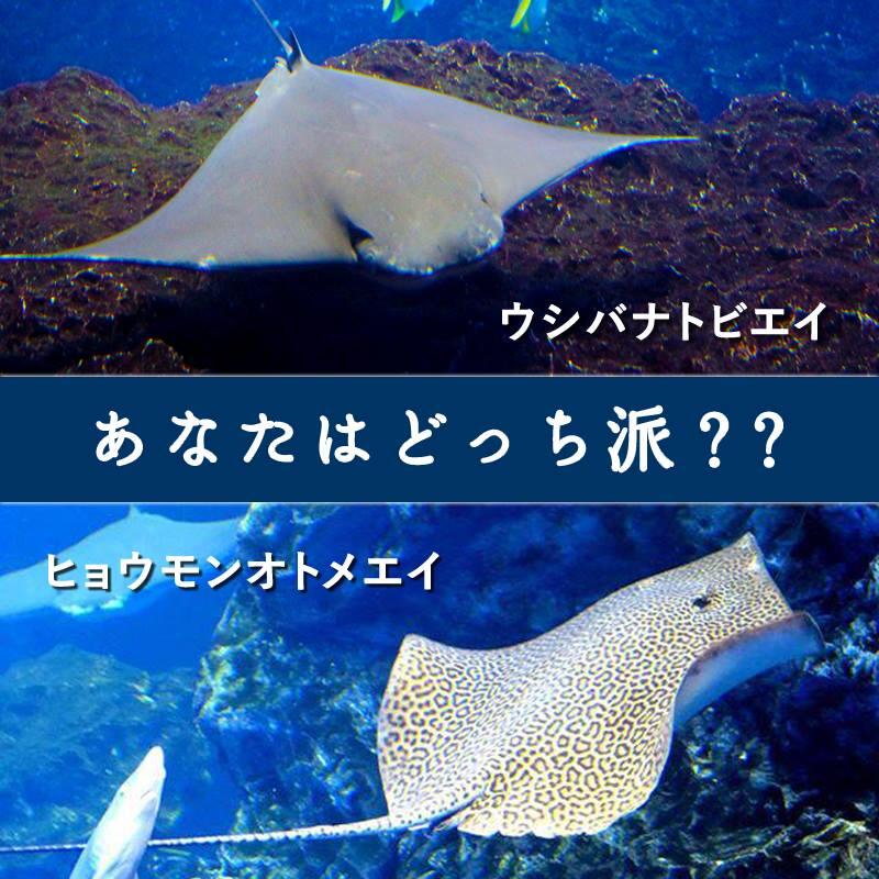 京都水族館 公式 大水槽の人気物 ウシバナトビエイ Vs ヒョウモンオトメエイ シックで落ち着いた色のウシバナトビエイ とイケイケな柄のヒョウモンオトメエイ みなさんどちらがお好きですか Http T Co Wa30dpbgja