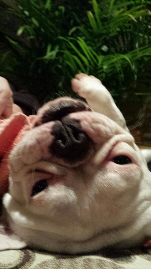 ThingsGiGiAte's tweet photo. Sometimes GiGi takes a break from snacking to relax #toughlife #frenchbulldog http://t.co/e8of1xfDLq