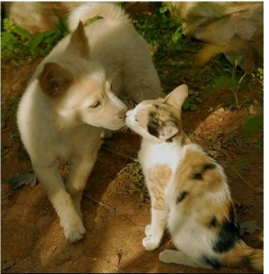 猫チュー画像bot Neko Tyu Twitter 猫チュー画像bot Neko Tyu Twitter