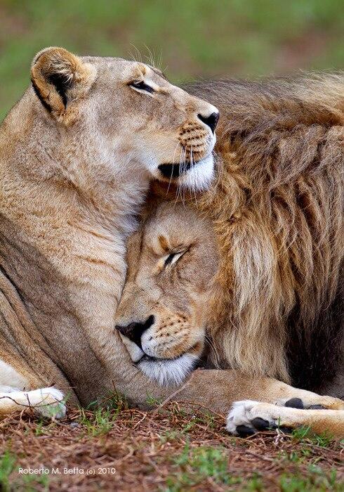 IrinaBronze09's tweet photo. Lion Love.... via Roberto M Betta http://t.co/C0AMbQ1KzW