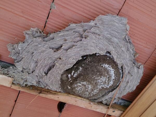 JRaulGuerrero's tweet photo. Avispero retirado hoy en Sant Salvador #elvendrell #avispas #plagas @Ambinet_ http://t.co/aJ3Mbca93P